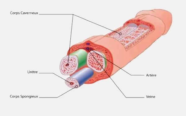 Clinique pénoplastie Tunisie – chirurgie intime homme Medica Tour .